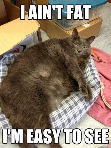 fat kitten meme|funny fat cat images.